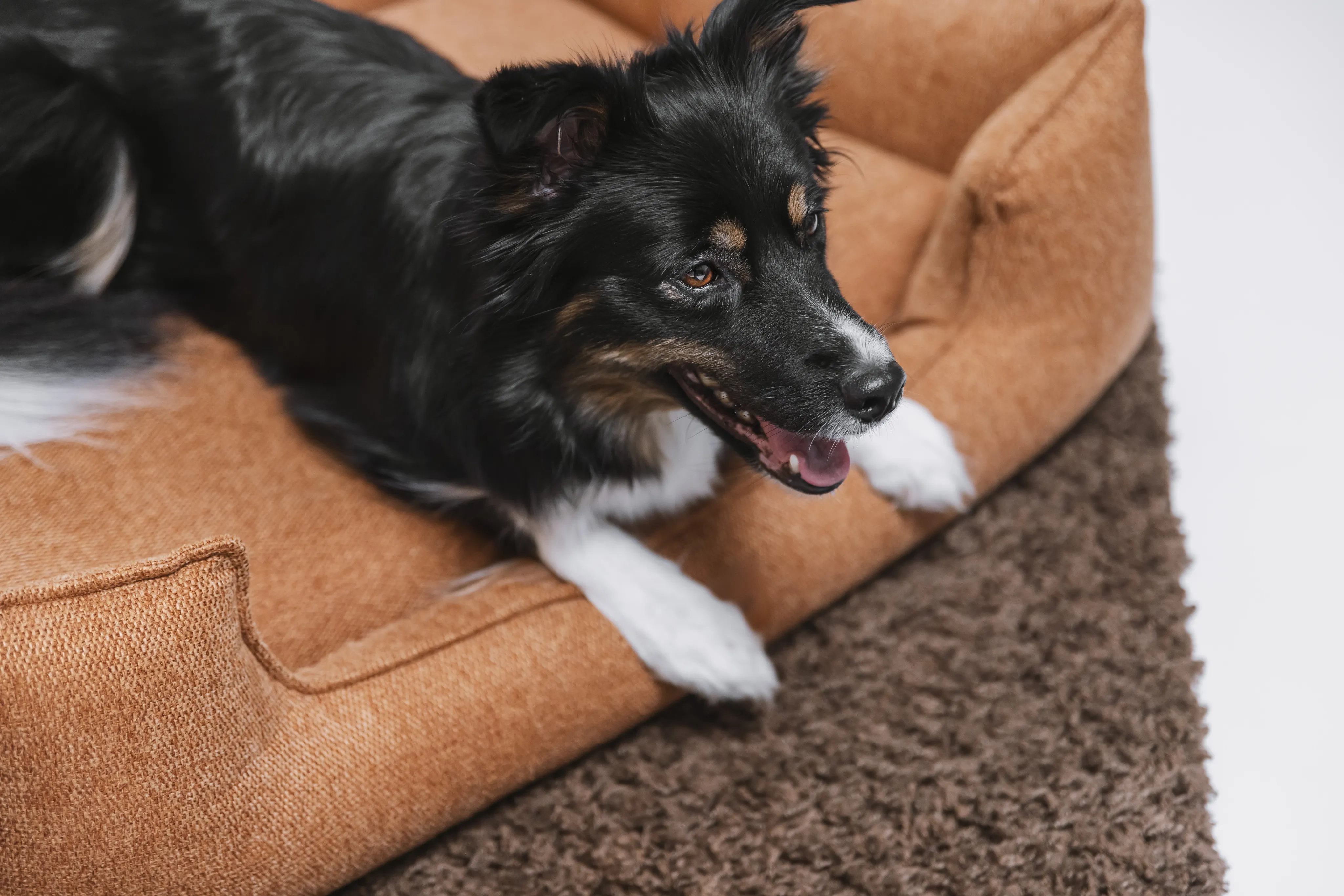 Dog resting on an orange Air Balance bed